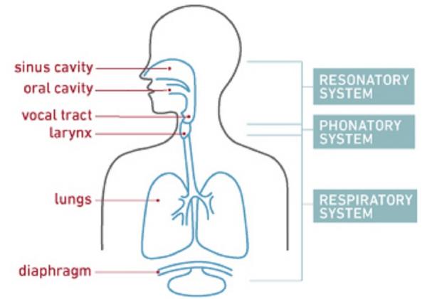 How Does My Voice Work? | Temple Health